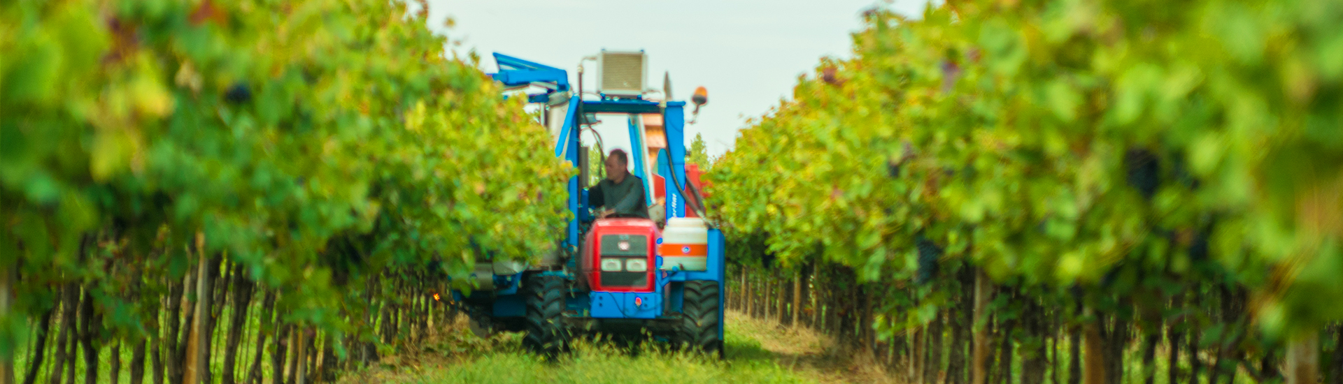 Le Centurie Vendemmia