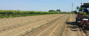 vigne-nuove_3