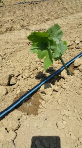 vigne-nuove_2